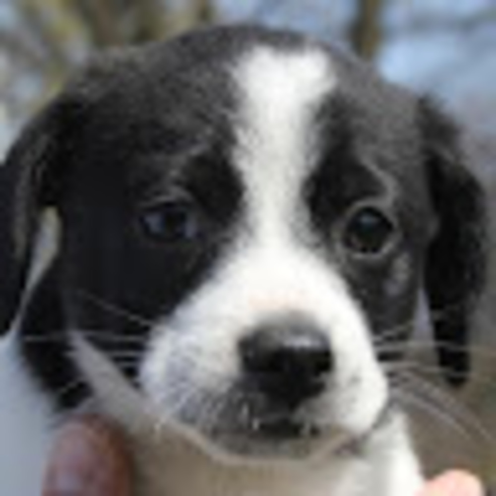 Meet your Posher, Zoë